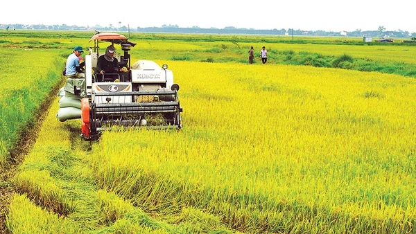 Lúa là cây trồng chủ lực của tỉnh Quảng Trị được cấp 35 mã số vùng trồng.