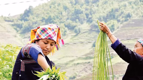Phụ nữ dân tộc H'Mông tuốt vỏ lanh để lấy sợi.