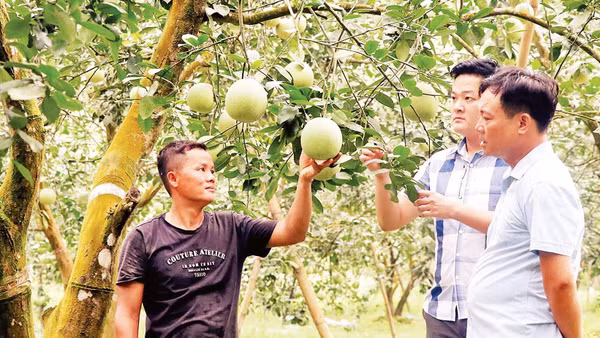 Sản phẩm bưởi Soi Hà, xã Xuân Vân đã được Cục Sở hữu trí tuệ cấp chứng nhận chỉ dẫn địa lý.