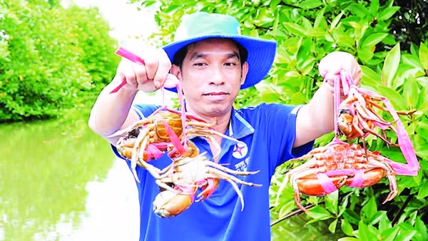 Nông dân vùng mặn xã Năm Căn, tỉnh Cà Mau thu hoạch cua để kịp phục vụ thị trường Tết Nguyên đán 2026.