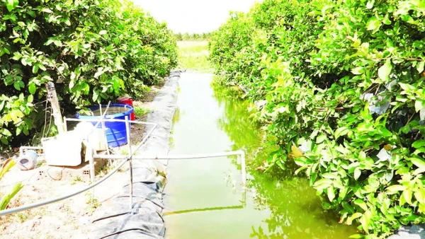 Hầu hết nhà vườn ở xã Cù Lao Dung, thành phố Cần Thơ đều có ao trữ nước ngọt để chủ động nước tưới vào mùa khô.