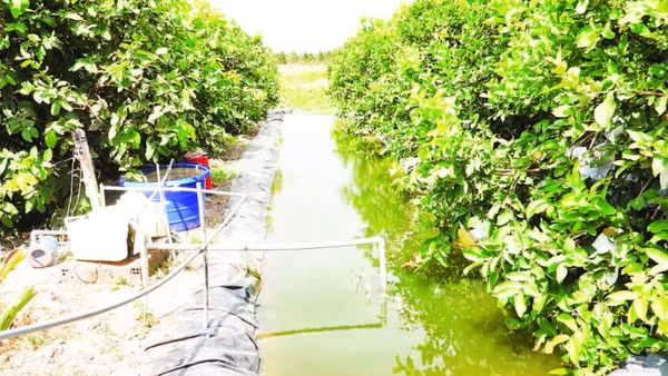 Hầu hết nhà vườn ở xã Cù Lao Dung, thành phố Cần Thơ đều có ao trữ nước ngọt để chủ động nước tưới vào mùa khô.