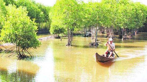 Không ít hộ nông dân ở xã Vĩnh Hậu (Cà Mau) làm giàu nhờ mô hình nuôi tôm, cua dưới tán rừng đước.