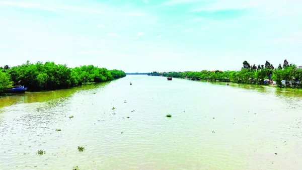 Bên các nhánh sông Cửu Long là nơi trú ngụ của loài cá ngát.