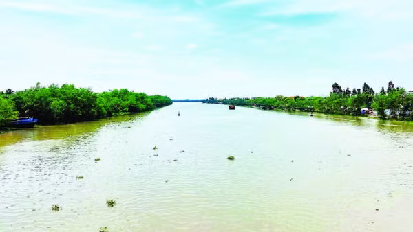 Bên các nhánh sông Cửu Long là nơi trú ngụ của loài cá ngát.