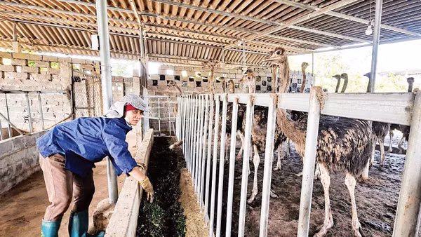 Trang trại đà điểu của chị Lê Hải Yến, xóm Mỵ, phường Tân Hòa luôn được chăm sóc cẩn thận.