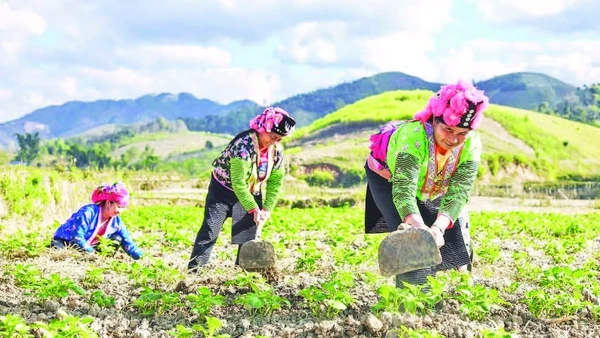 Người dân bản Háng Lìa A chăm sóc cây khoai tây lần đầu tiên được trồng trên đất ruộng.