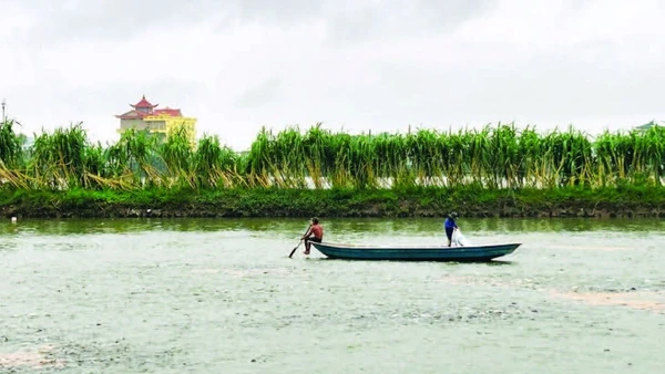 Làng nghề Hội Am, phường Vĩnh Am, thành phố Hải Phòng chuyên ương cá giống để cung cấp ra thị trường.