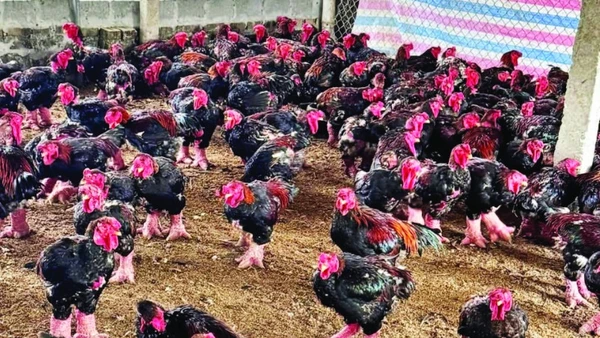 Nuôi gà Đông Tảo ngày càng mang lại giá trị kinh tế cao cho người chăn nuôi.