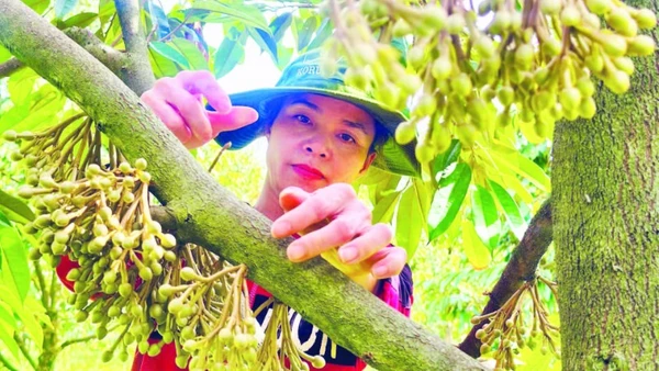 Phát triển vườn cây ăn trái có giá trị kinh tế cao tạo nguồn thu nhập ổn định cho người dân xã Ia Chim.