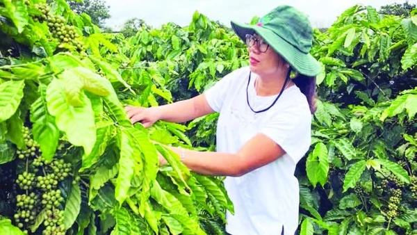 Nhờ áp dụng khoa học, kỹ thuật vào sản xuất, mô hình trang trại của chị Nguyễn Thị Thùy Trang mỗi năm đều cho sản lượng và năng suất cao.