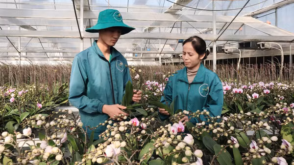 Hợp tác xã Đan Hoài (xã Đan Phượng, Hà Nội) tiên phong trong lĩnh vực sản xuất hoa lan hồ điệp ứng dụng công nghệ cao. (Ảnh: Giang Sơn)