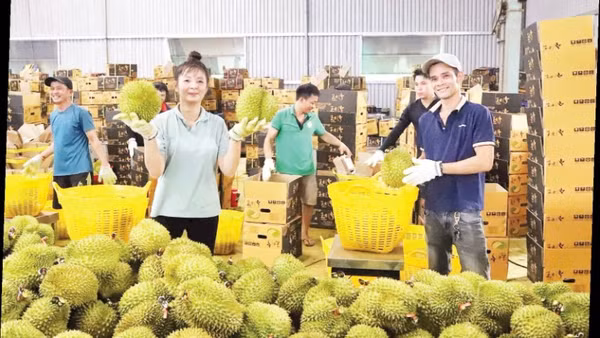 Thu mua sầu riêng tại xã Krông Pắc, tỉnh Đắk Lắk. (Ảnh CÔNG LÝ)