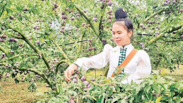 Hợp tác xã Nông sản bản địa Noọng Piêu, xã Phiêng Khoài, tỉnh Sơn La đang liên kết trồng hơn 80ha mận hậu, trong đó có hơn 30ha được cấp mã số vùng trồng sản phẩm mận Ruby. (Ảnh: HÀ TUẤN)
