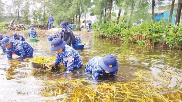 Cán bộ, chiến sĩ Hải đội 202 giúp nông dân xã Gio Hải (Quảng Trị) thu hoạch lúa chín bị ngập.