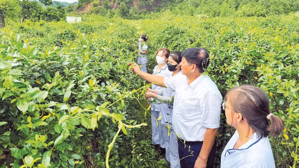 Dược sĩ, nhân viên Công ty Dược liệu Đông Bắc (Quảng Ninh) kiểm tra chất lượng, thu hoạch cây dây thìa canh. (Ảnh: THANH MAI)