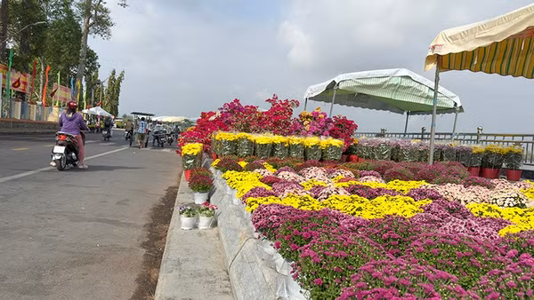 Rực rỡ sắc màu chợ hoa xuân Vĩnh Long