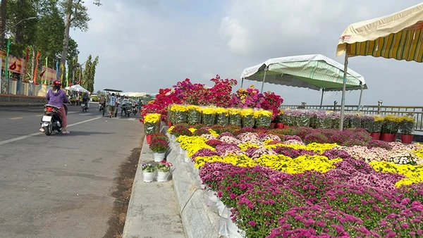 Rực rỡ sắc màu chợ hoa xuân Vĩnh Long