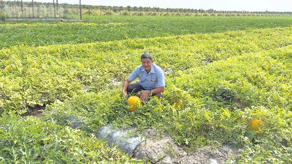 Phóng viên trên ruộng dưa hấu Tết của anh Nguyễn Tâm Trí, ngụ ấp Hưng Nghĩa, xã Tân Lược, tỉnh Vĩnh Long. 