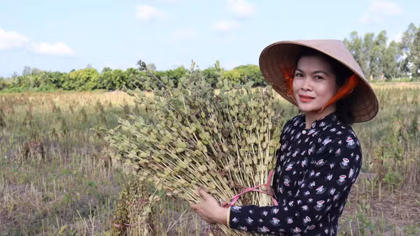 Nông dân xã Phong Mỹ, tỉnh Đồng Tháp thu hoạch vừng. (Ảnh: Hữu Nghĩa)