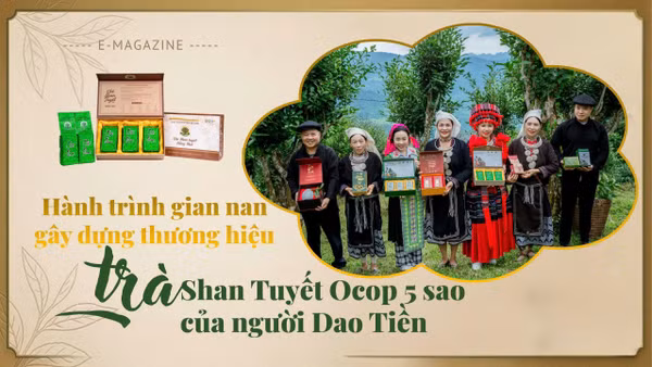 Hành trình gian nan gây dựng thương hiệu trà Shan Tuyết Ocop 5 sao của người Dao Tiền