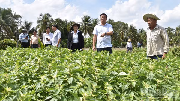 Lãnh đạo tỉnh Đồng Tháp kiểm tra ruộng rau thiệt hại ở xã Long Hưng. 