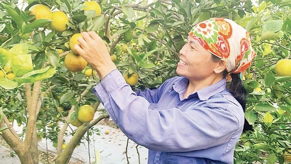 Nông dân xã Triệu Việt Vương, tỉnh Hưng Yên chuyển sang trồng cam cho thu nhập cao.