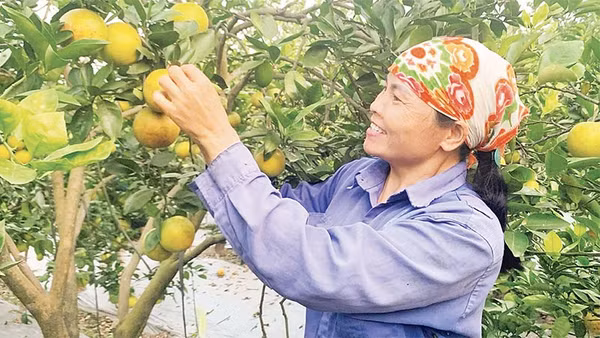Nông dân xã Triệu Việt Vương, tỉnh Hưng Yên chuyển sang trồng cam cho thu nhập cao.