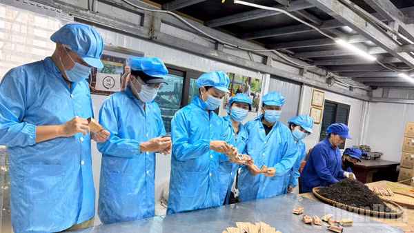 Chuyên gia và lao động tại nhà máy sản xuất trà ép bánh Shanam tại Tà Xùa, Sơn La. (Ảnh: THU HÀ)