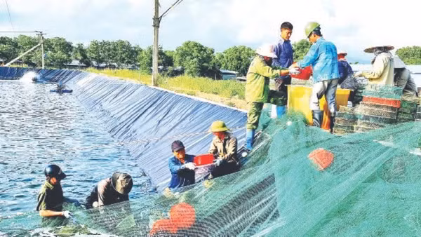 Thu hoạch tôm nuôi theo mô hình công nghệ cao ở thị xã Quảng Yên (Quảng Ninh).
