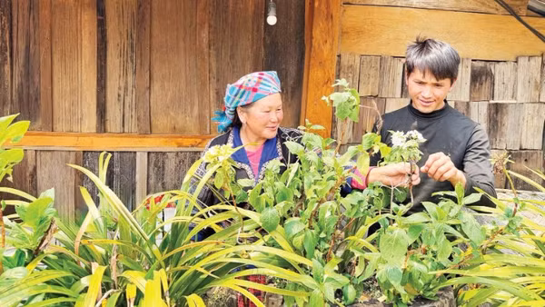 Chị Kháng Thị Váng (sinh năm 1976) đang cùng con trai Thào A Sạ chăm sóc hoa trong khu homestay A Vạng. (Ảnh: NAM ANH)