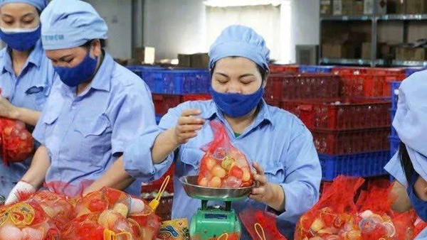 Công nhân làm việc tại Nhà máy Vietfoods, Khu công nghiệp Hapro, Hà Nội. (Ảnh HT)