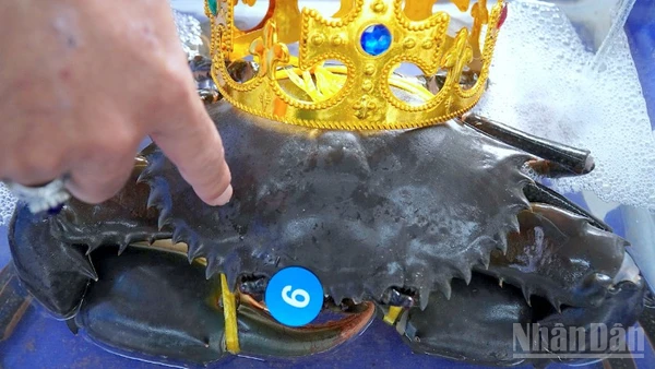 “Nhà vô địch” cua Cà Mau có trọng lượng lên đến 1.820,3 gram (hơn 1,82kg), và chiều rộng mai gần 20cm.