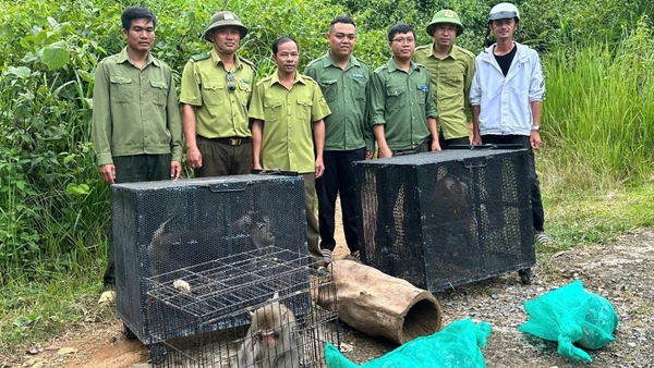 Trung tâm Bảo tồn voi, cứu hộ động vật và quản lý bảo vệ rừng tỉnh Đắk Lắk phối hợp các đơn vị đưa các cá thể động vật hoang dã quý hiếm đến Vườn Quốc gia Chư Yang Sin để thả về với môi trường tự nhiên.