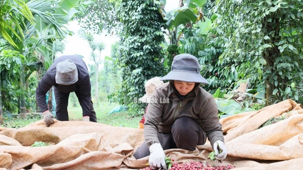 Người dân trên địa bàn phường Ea Kao thu hoạch cà phê.