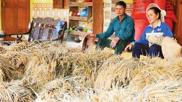 Người dân miền Tây Nghệ An bị thiệt hạ về lúa nặng do lũ lớn. (Ảnh: Nguyễn Phê) 