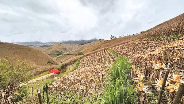 Mô hình trồng băng cỏ xen ngô giúp hạn chế sạt lở, xói mòn. Ảnh: Đức Bình