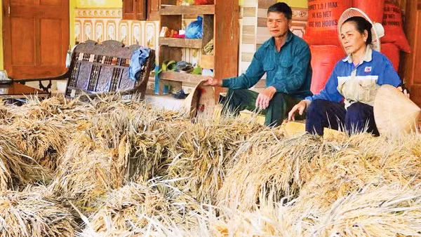 Người dân miền Tây Nghệ An bị thiệt hạ về lúa nặng do lũ lớn. (Ảnh: Nguyễn Phê) 