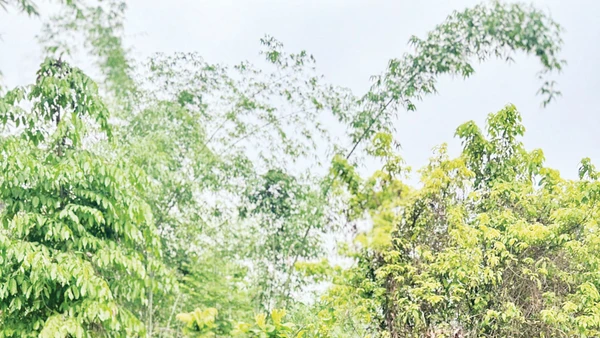 Người dân bản Phụ Mẫu trồng vườn rừng 7 tầng ở Suối Piu. Ảnh: Pv