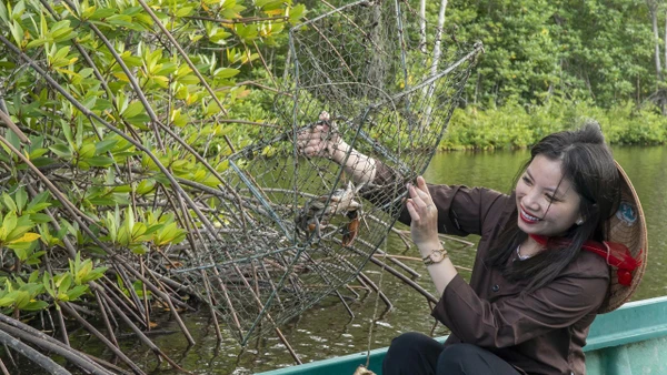 Tham gia Ngày hội Cua Cà Mau, du khách sẽ được trải nghiệm dỡ lợp cua tại các khu du lịch cộng đồng.