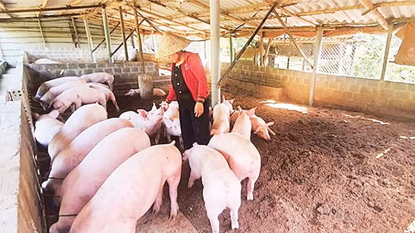 Việc nuôi lợn an toàn sinh học tại các hộ chăn nuôi nhỏ lẻ là khả thi. (Nguồn: H&D J.S.C)