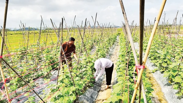 Nông dân Hà Tĩnh nhanh chóng khôi phục đồng ruộng, gieo trồng lại để kịp vụ đông. (Ảnh: Ánh Nguyệt)