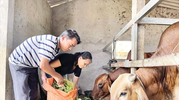 Mô hình nuôi bò giúp giảm nghèo bền vững ở Nghệ An.