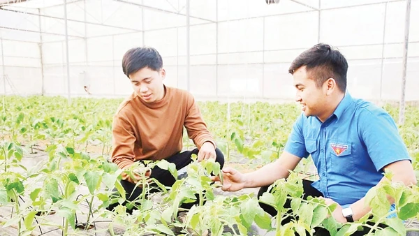 Mô hình trồng cà chua trong nhà lưới của HTX Thanh niên Mộc Châu. Ảnh: Báo Sơn La