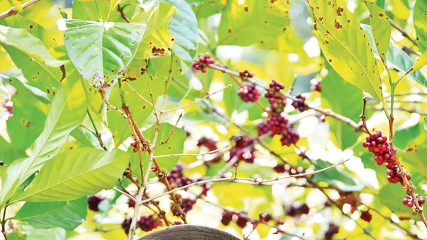 Thu hoạch cà-phê mít. Ảnh: Pun Coffee