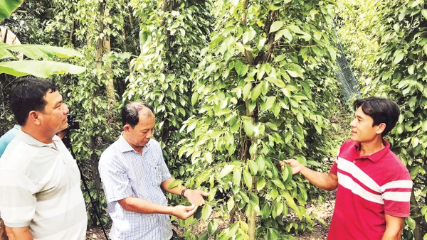 Trồng hồ tiêu được nhiều hộ dân lựa chọn để phát triển kinh tế.