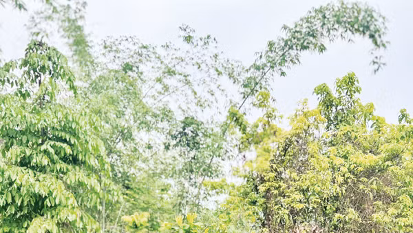 Người dân bản Phụ Mẫu trồng vườn rừng 7 tầng ở Suối Piu. Ảnh: Pv