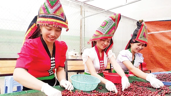 Thu hoạch quả cà-phê tại Hợp tác xã Cà-phê Bích Thao.