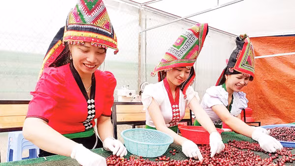 Thu hoạch quả cà-phê tại Hợp tác xã Cà-phê Bích Thao.