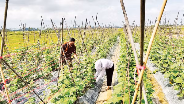 Nông dân Hà Tĩnh nhanh chóng khôi phục đồng ruộng, gieo trồng lại để kịp vụ đông. (Ảnh: Ánh Nguyệt)